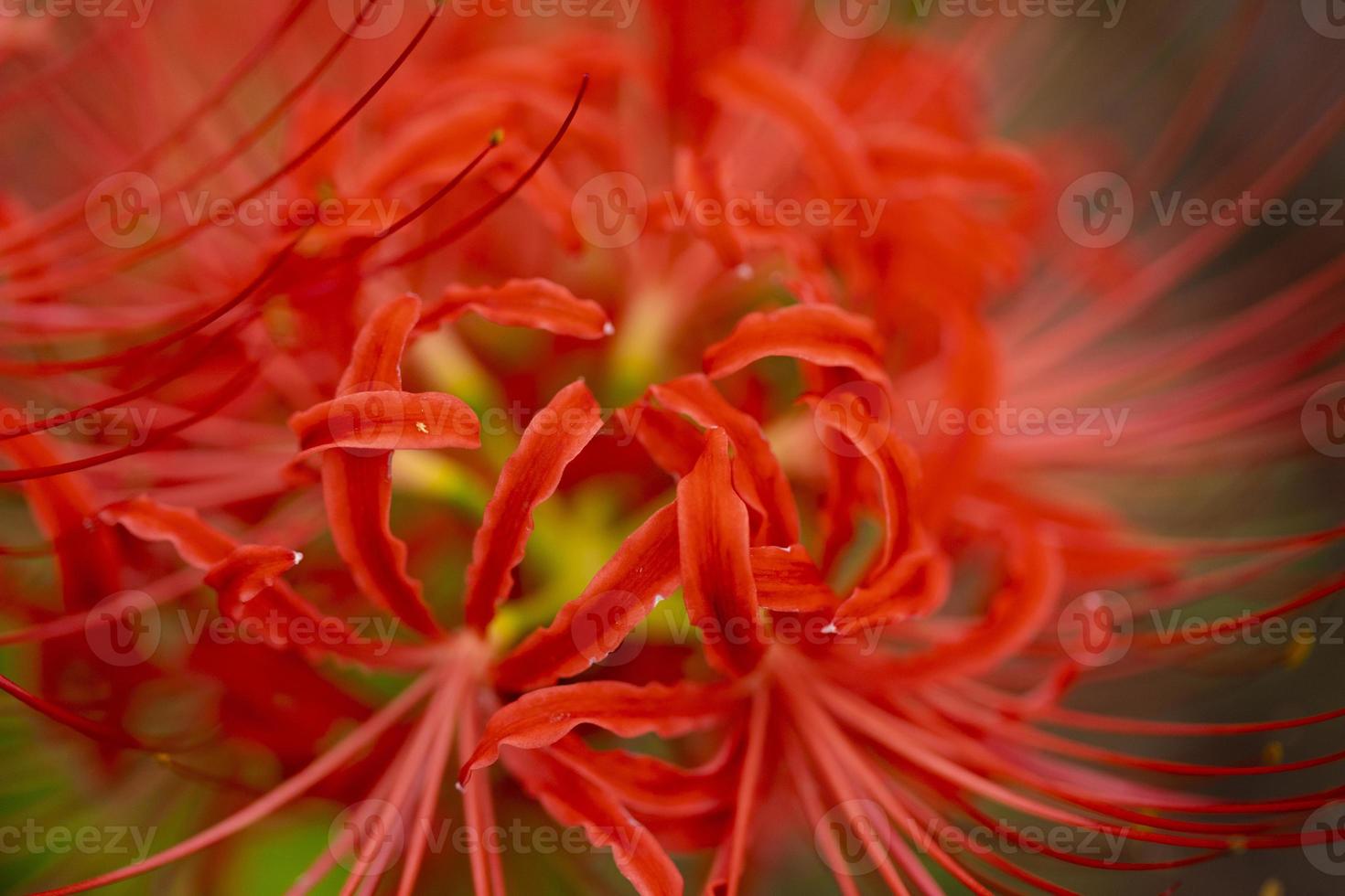 Blooming red spider lily flowers in early autumn photo