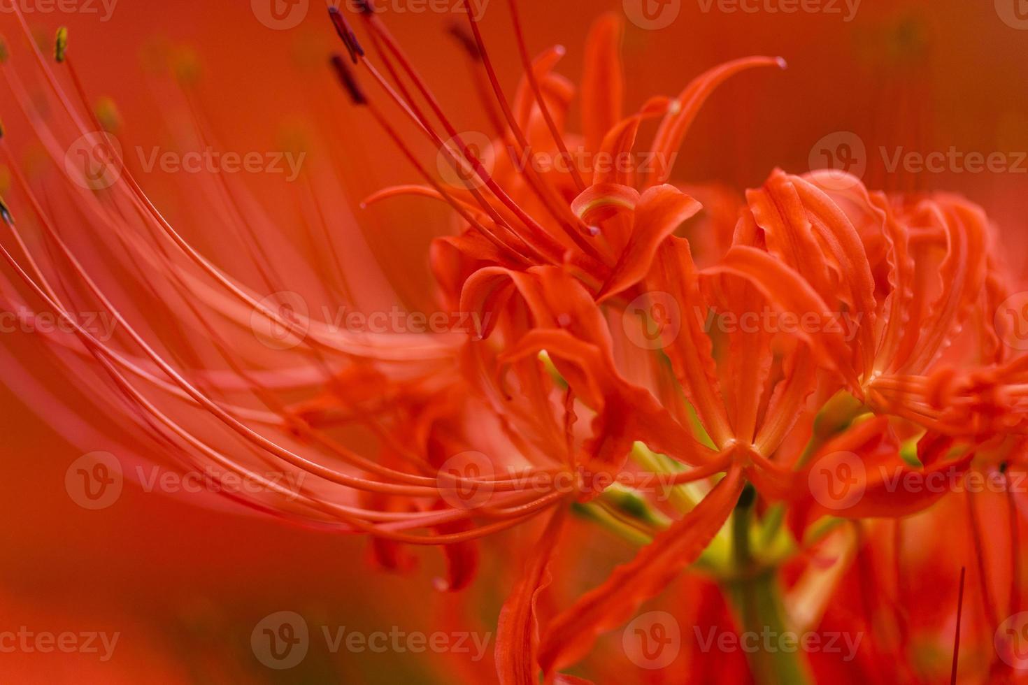 Blooming red spider lily flowers in early autumn photo