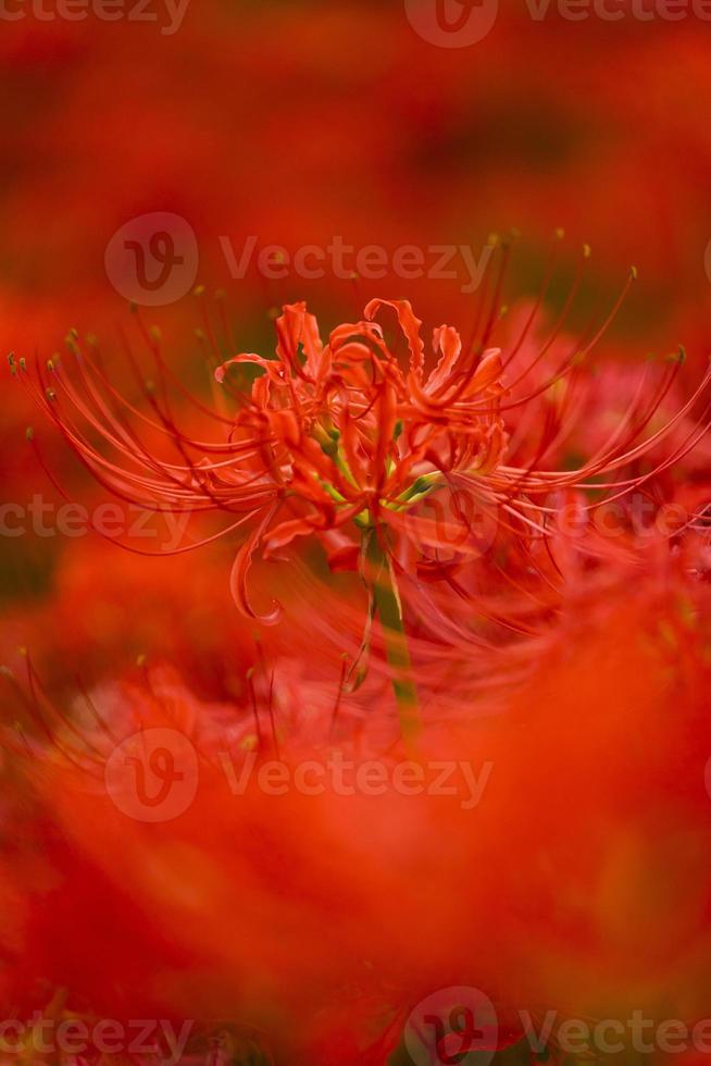 flores de lirio araña roja floreciente a principios de otoño foto