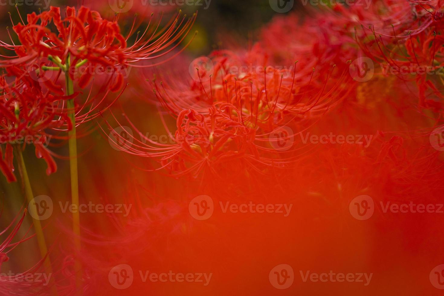 Blooming red spider lily flowers in early autumn photo