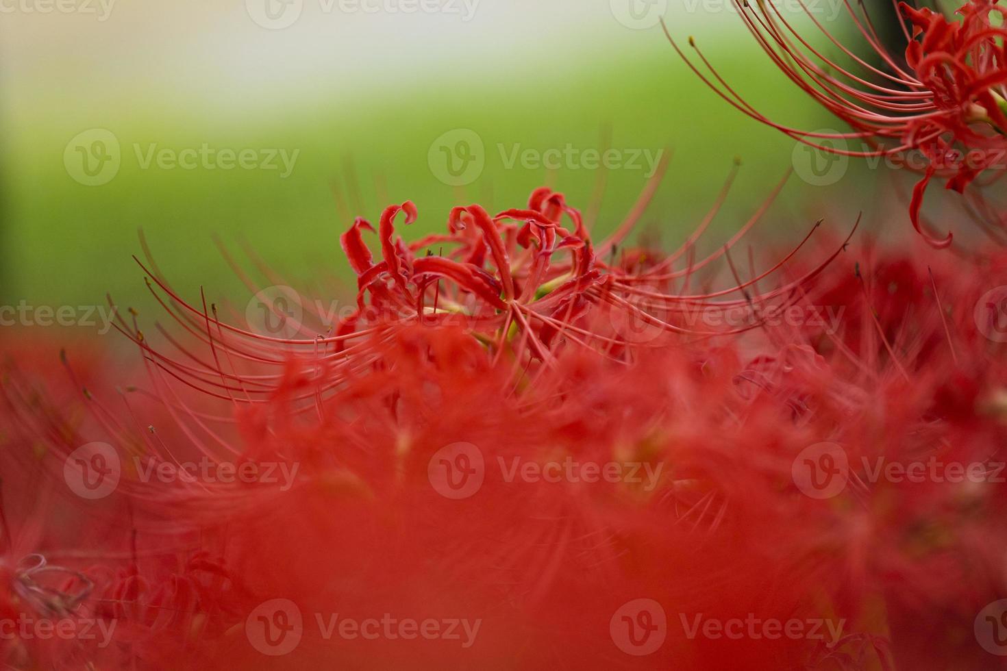 flores de lirio araña roja floreciente a principios de otoño foto