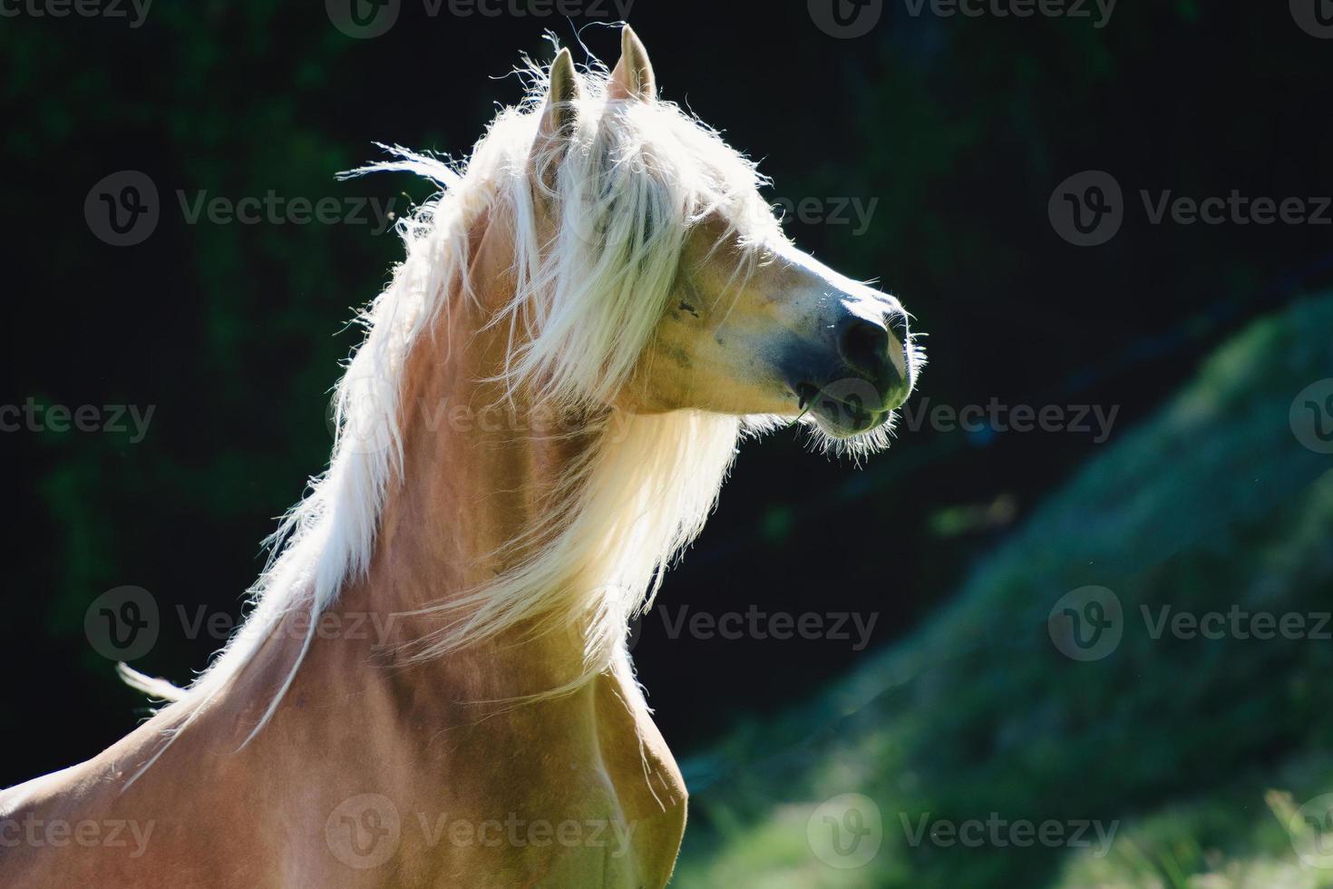 un caballo haflinger con melena sobre los ojos foto