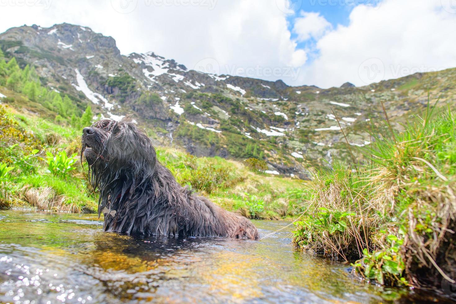 Perro pastor bergamasco se baña en un charco de agua foto