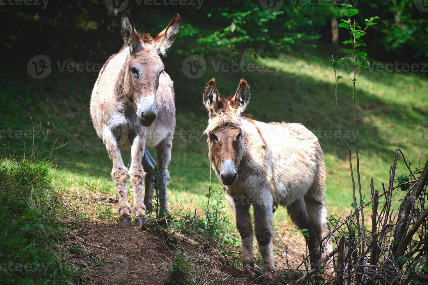 Dos burros en la pradera de los Alpes de Bérgamo en Italia foto