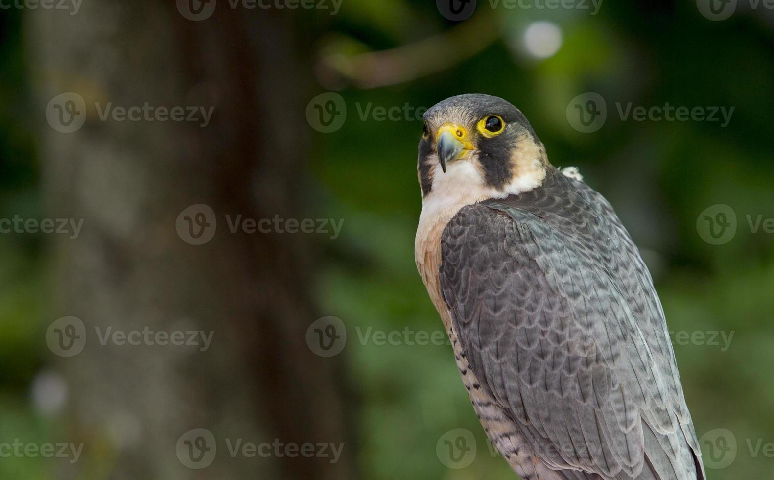 Use of falconry to scare away birds, in the Cuatro Vientos aerodrome in Madrid photo