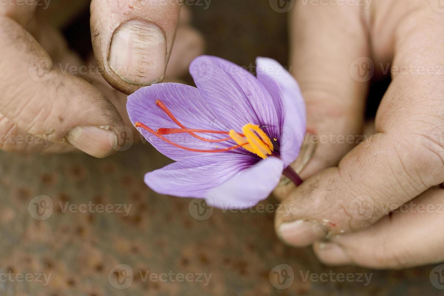 Extraction of stigmas of saffron in France photo