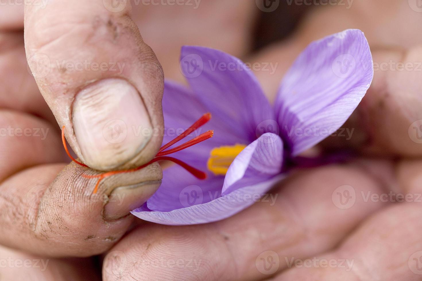 Extraction of stigmas of saffron in France photo
