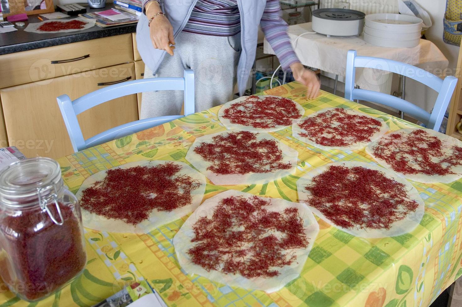 Drying of stigmas of saffron in France photo