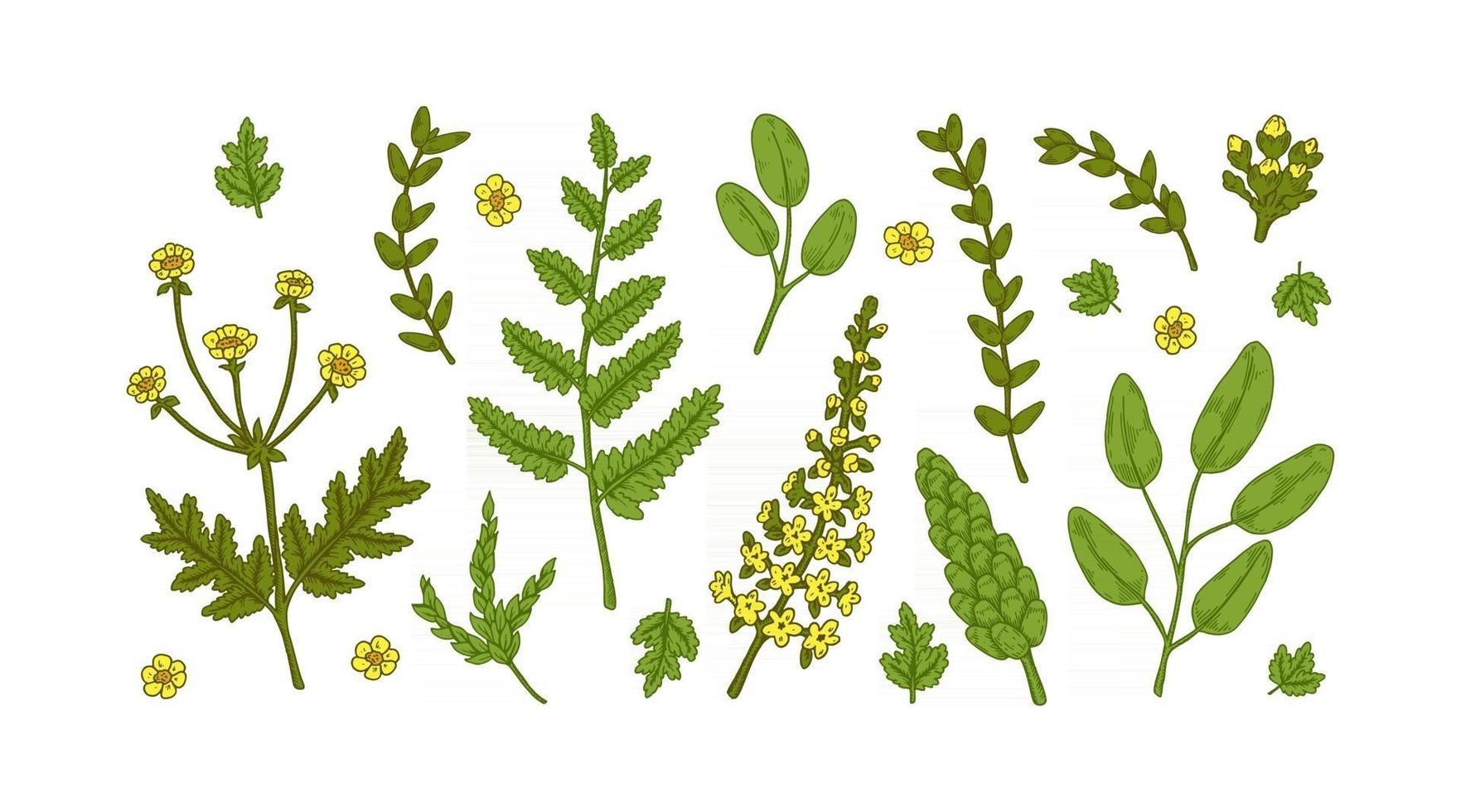 conjunto de elementos de diseño de plantas de prado aislado sobre fondo blanco. ilustración vectorial en estilo boceto vector