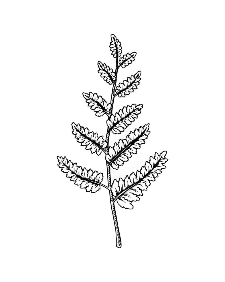 Hand drawn fern branch isolated on white background. Vector illustration in sketch style