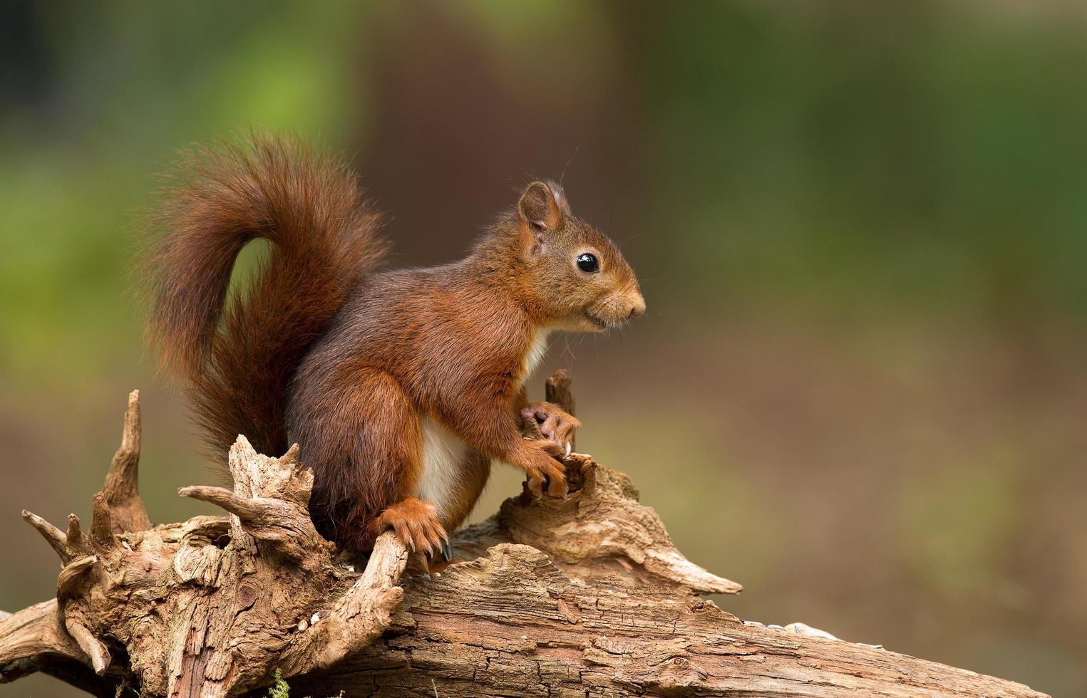 Red Squirrel in a forest photo