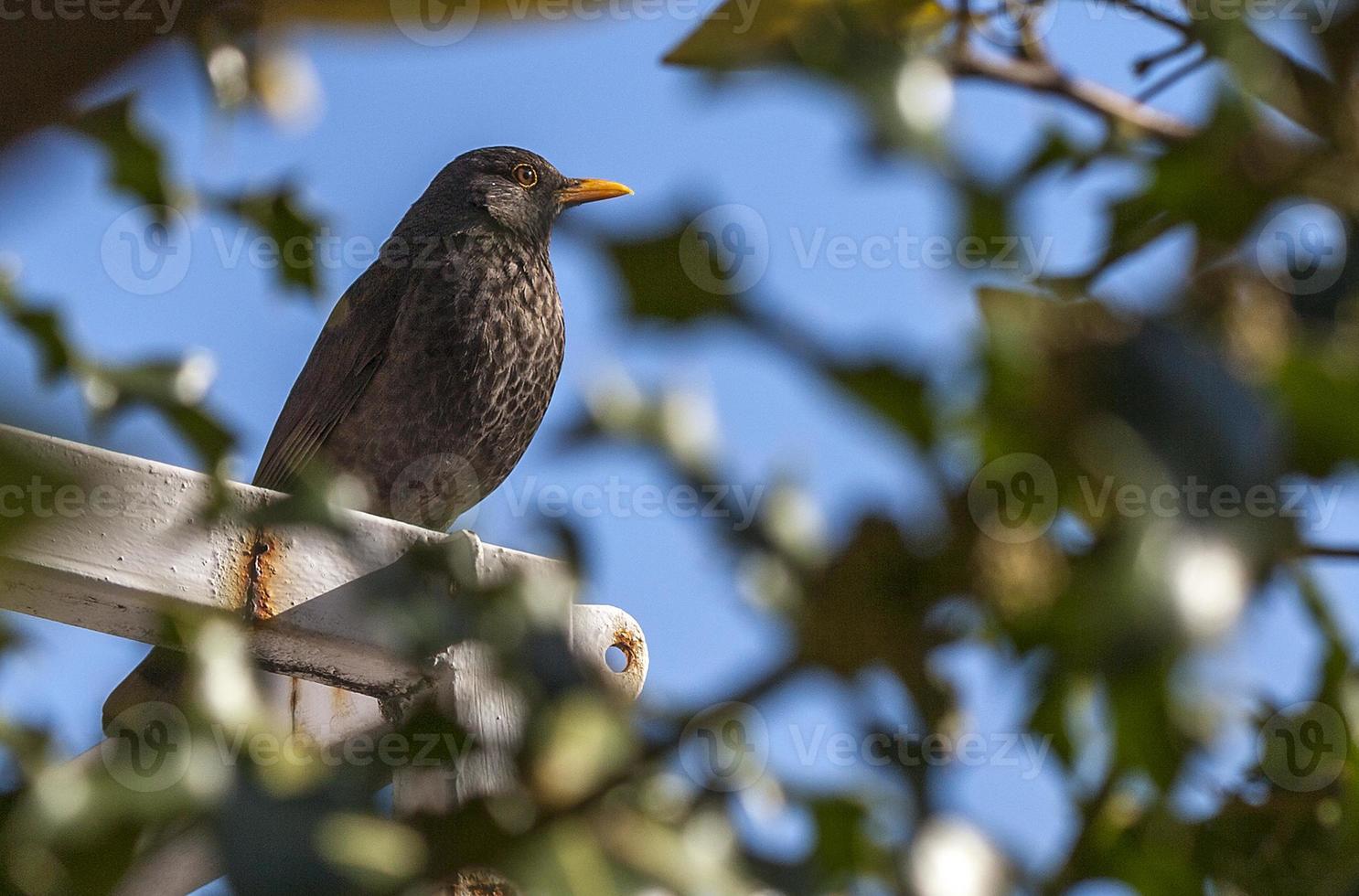 Mirlo posado en la rama de un árbol, Madrid, España foto