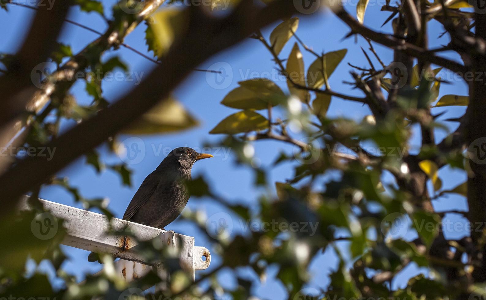 Blackbird perched on a tree branch, Madrid, Spain photo