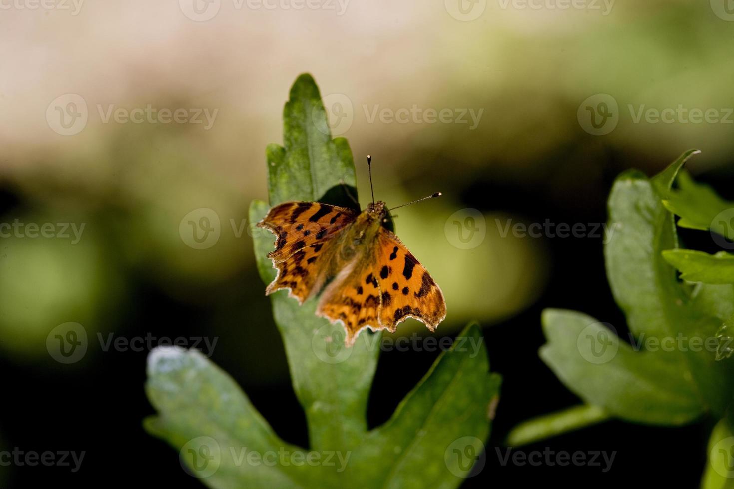 Mariposa naranja en el jardín, Francia foto