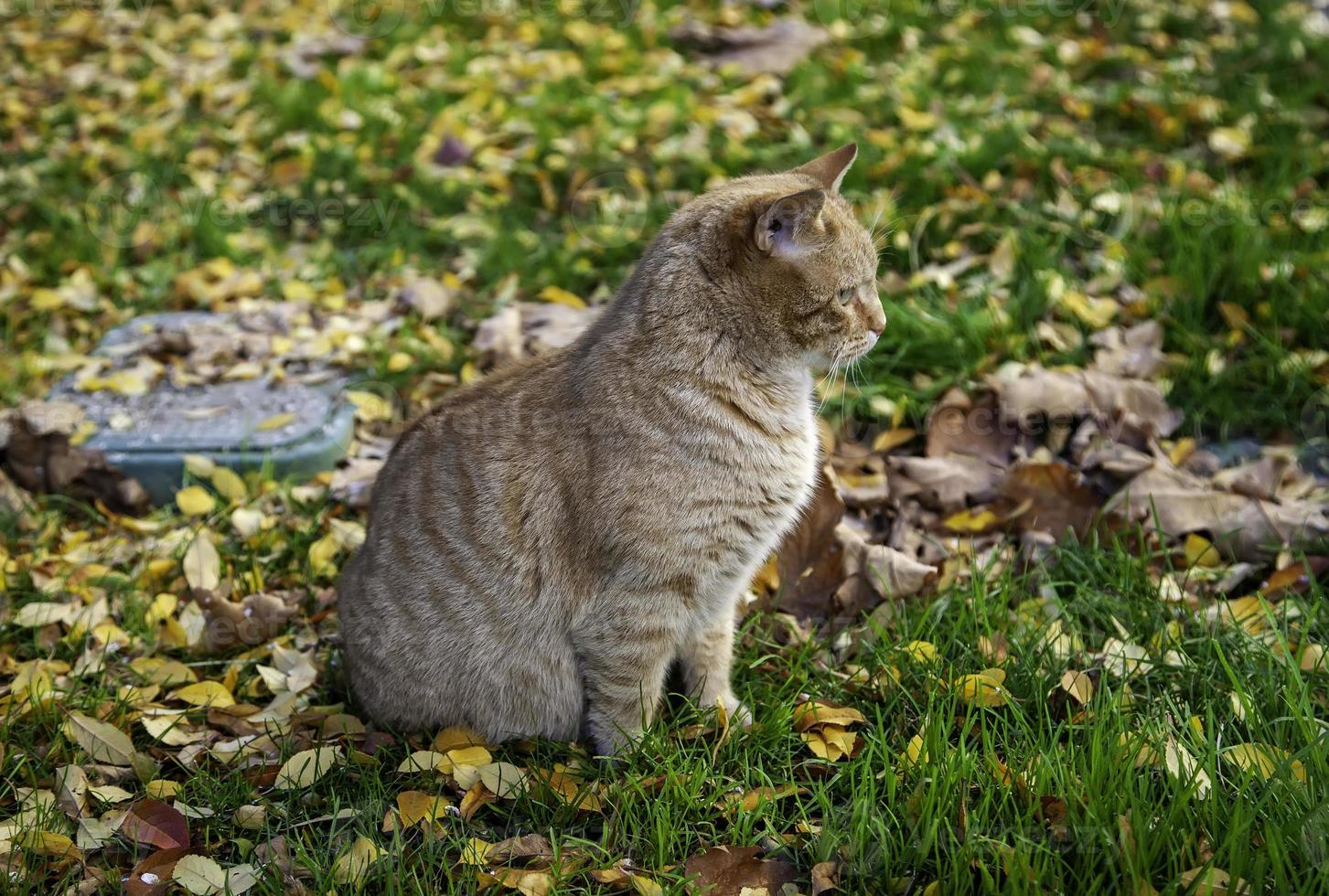 Cat in autumnal leaves photo