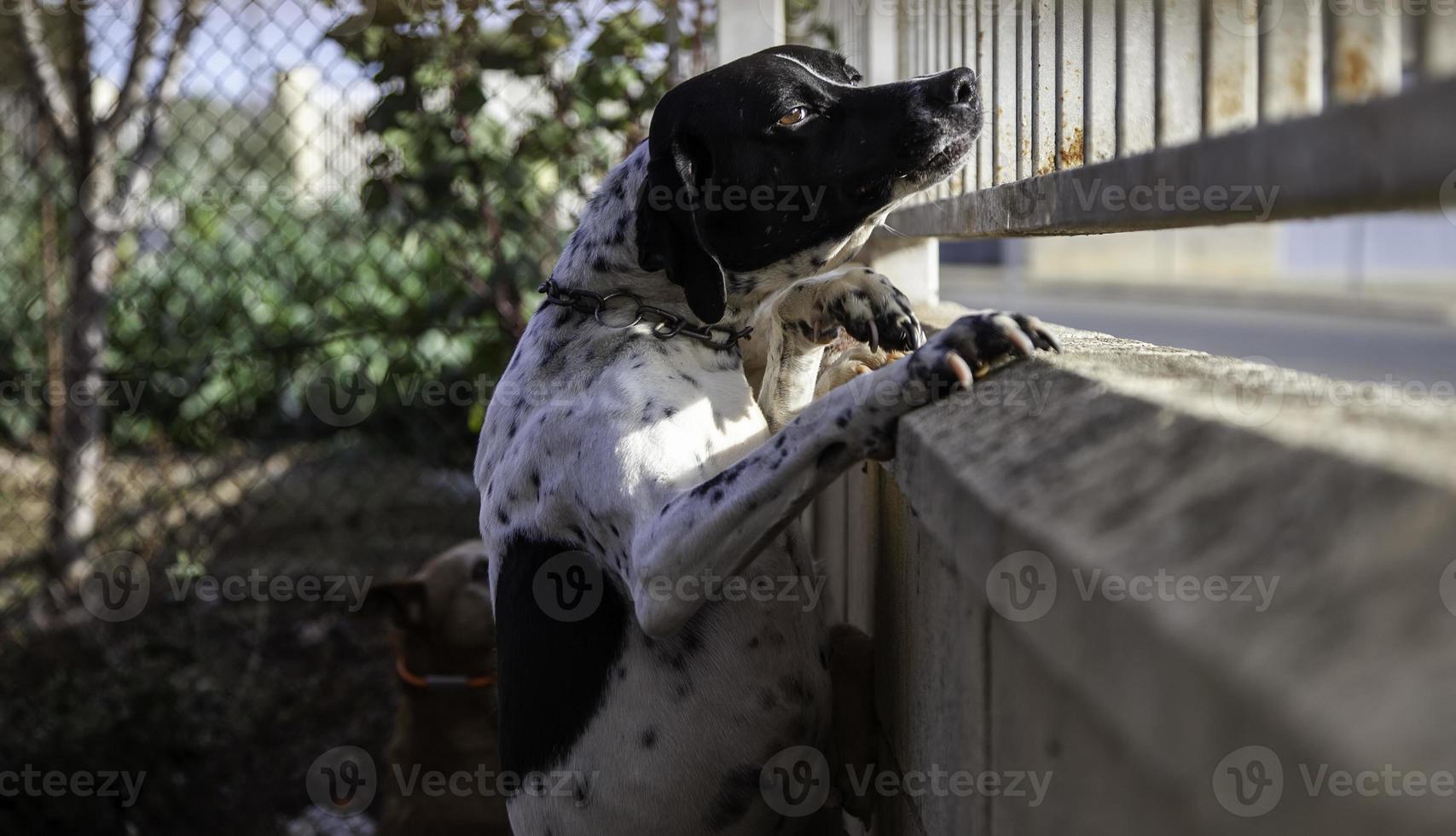 Dog in kennel photo