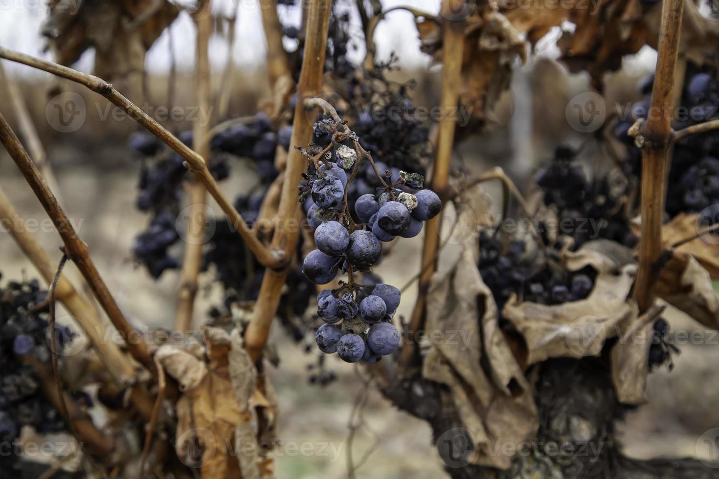 viñedos con uvas foto