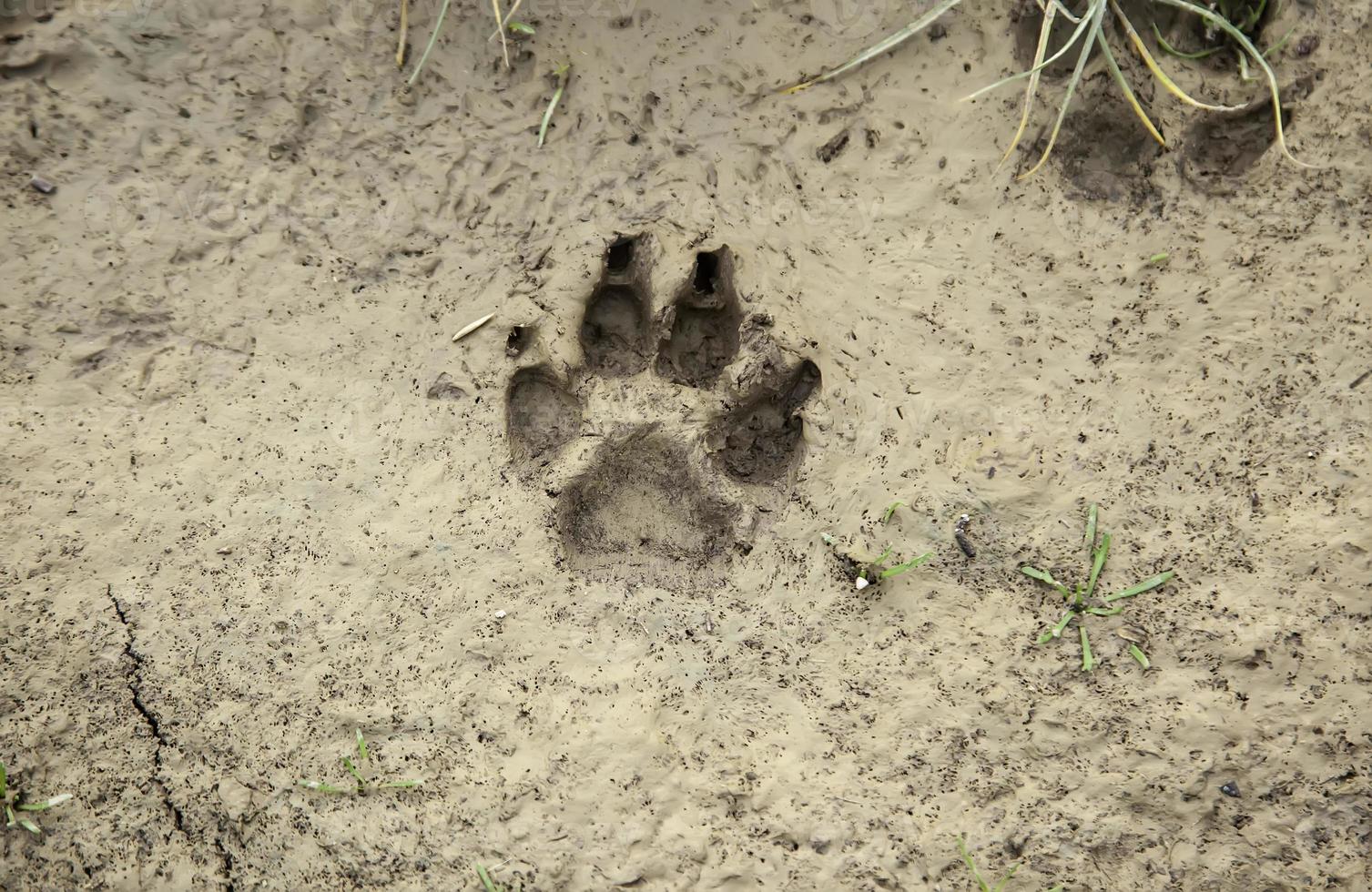 pistas de perros en el suelo foto