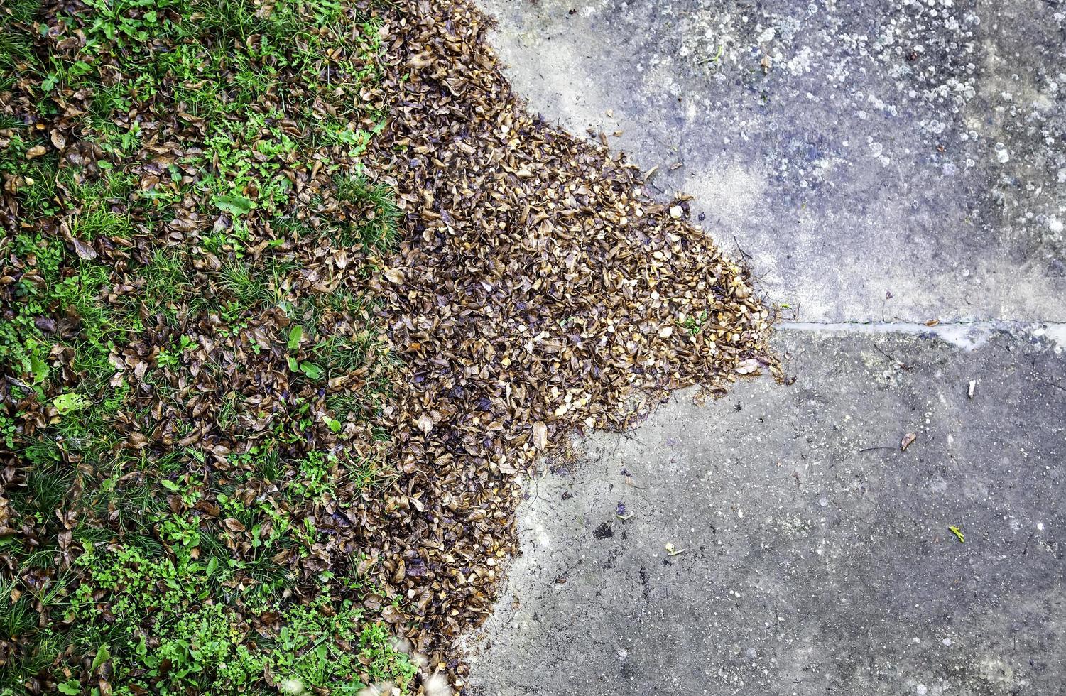 Autumn leaves ground photo