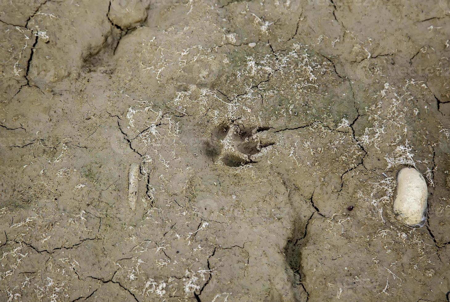 Dog tracks on the ground photo