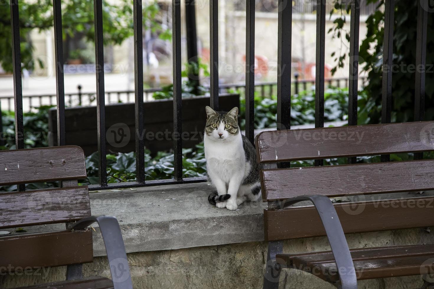 gato solitario y abandonado foto