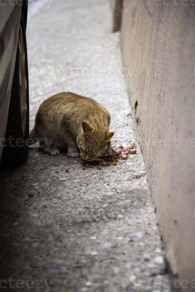 gatos callejeros comiendo en la calle foto