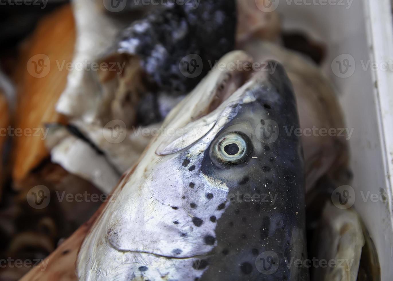 cabezas de pescado crudo foto