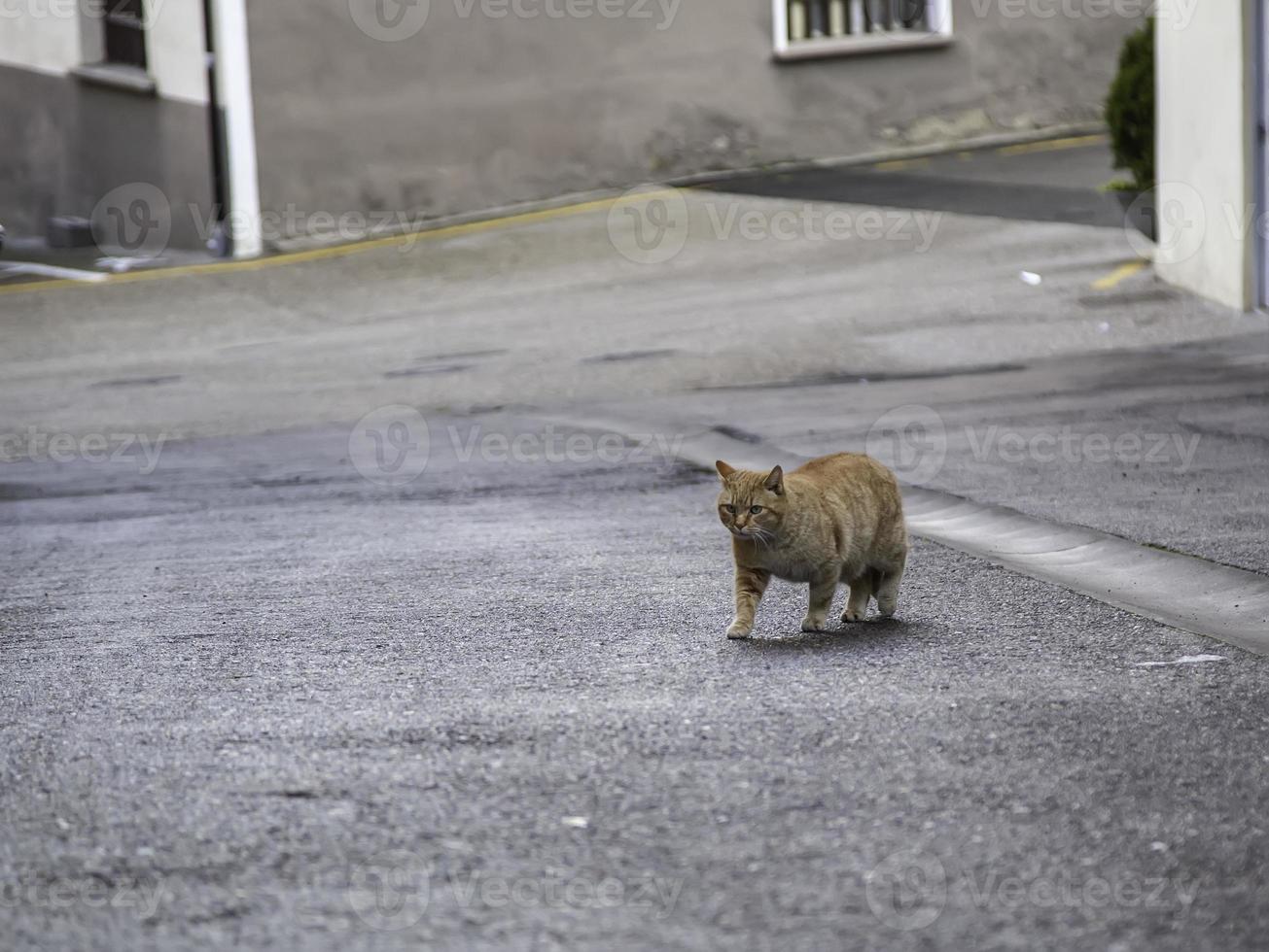 gatos callejeros abandonados foto