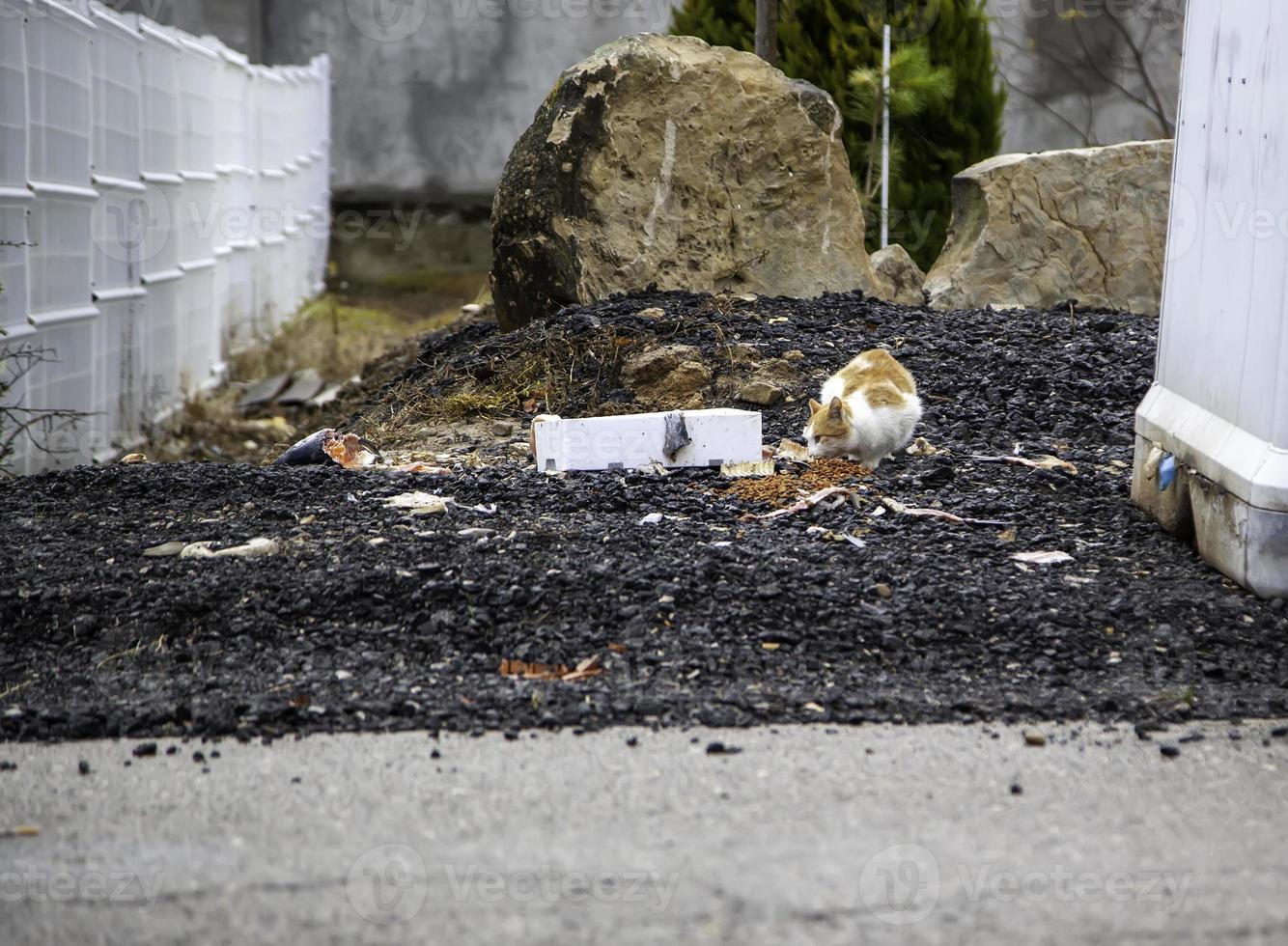 Stray cats eating on the street photo