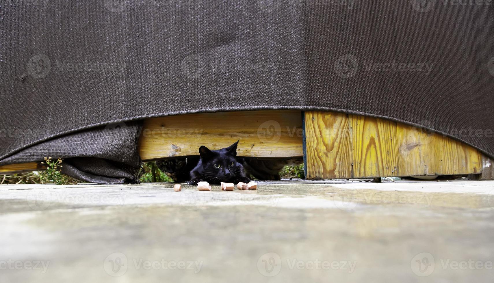 gatos callejeros comiendo en la calle foto