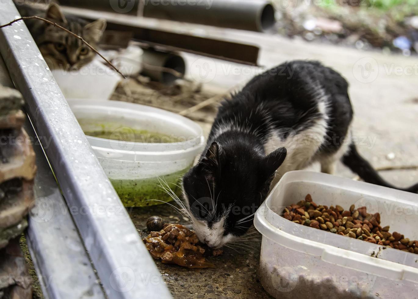 Stray cats eating on the street photo