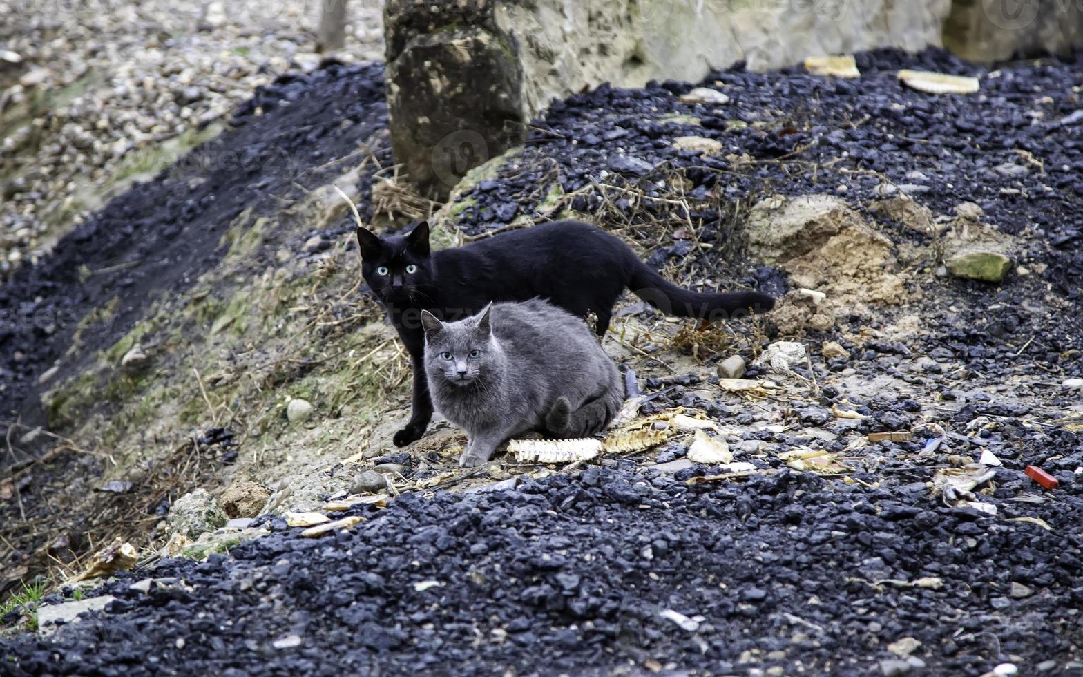 gatos callejeros abandonados foto