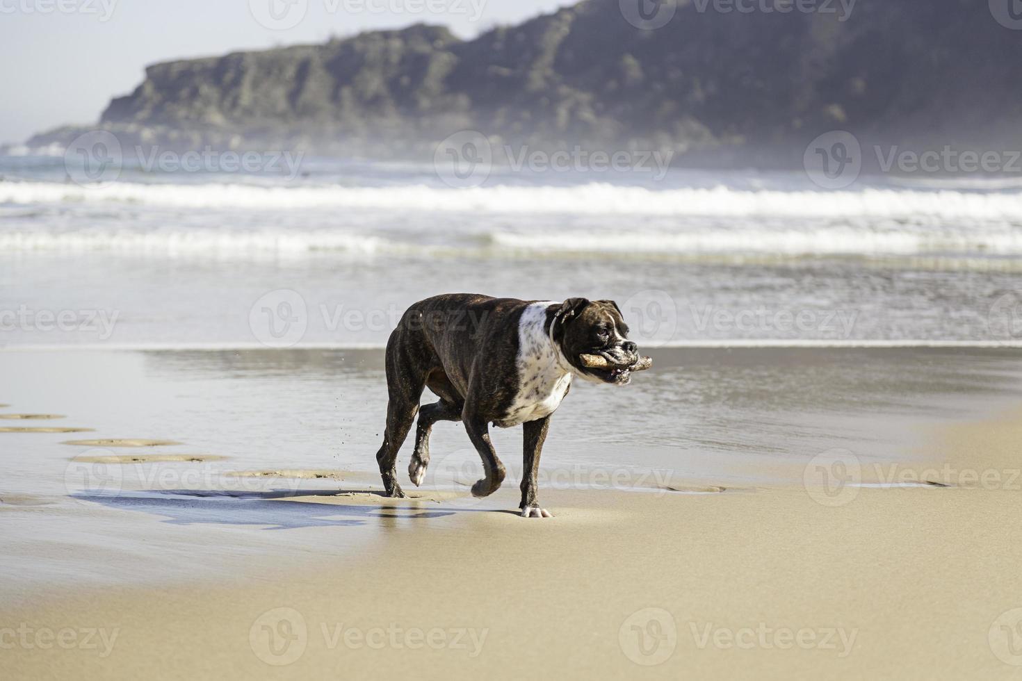 perro corriendo en la playa foto