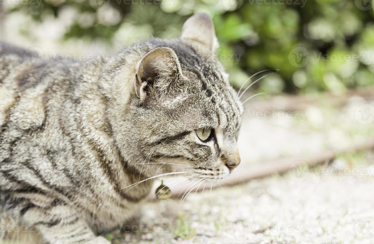 Cat resting on the street photo