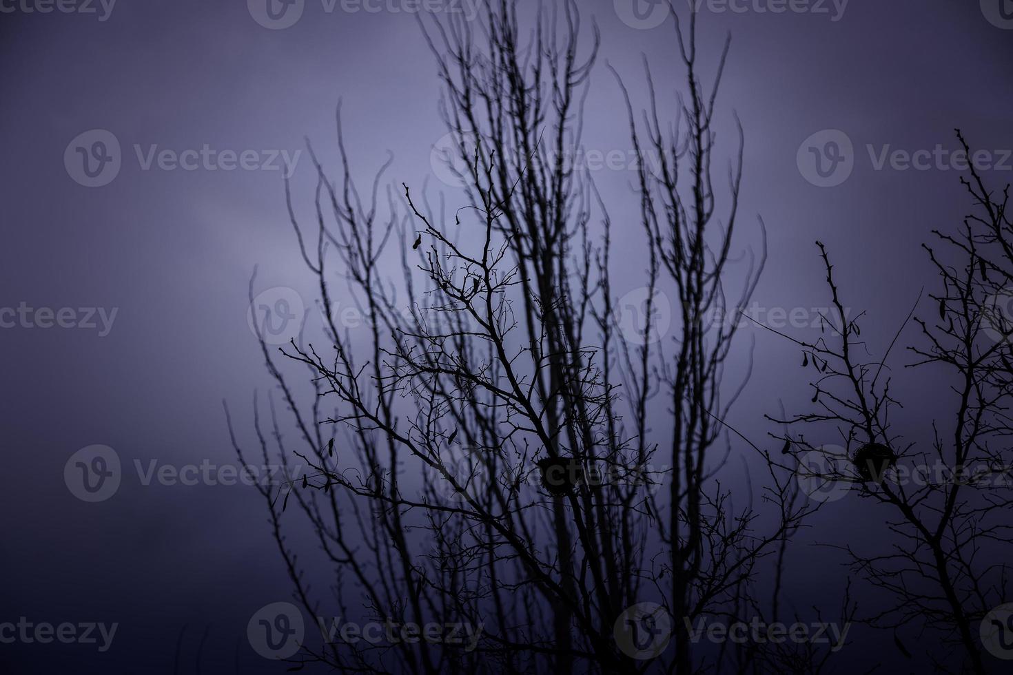Tetric tree in forest photo