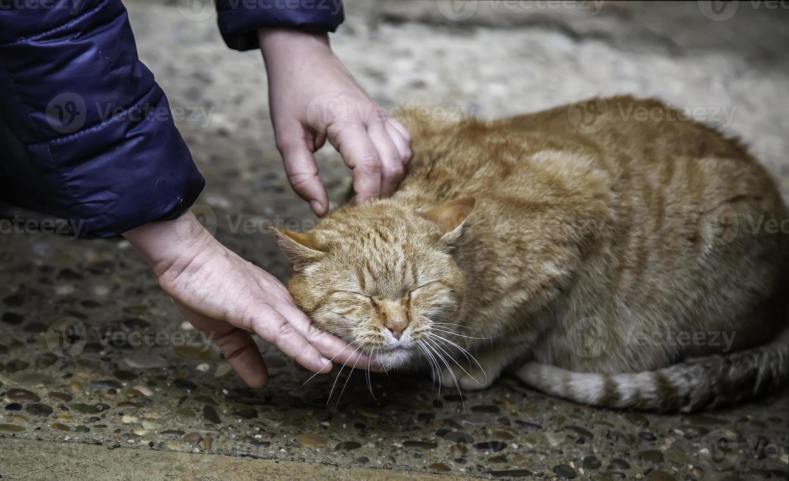 Person stroking cat photo