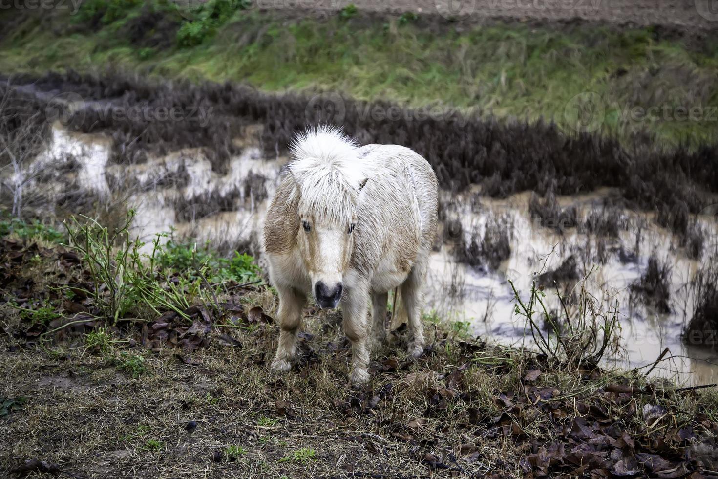 campo de pony salvaje foto