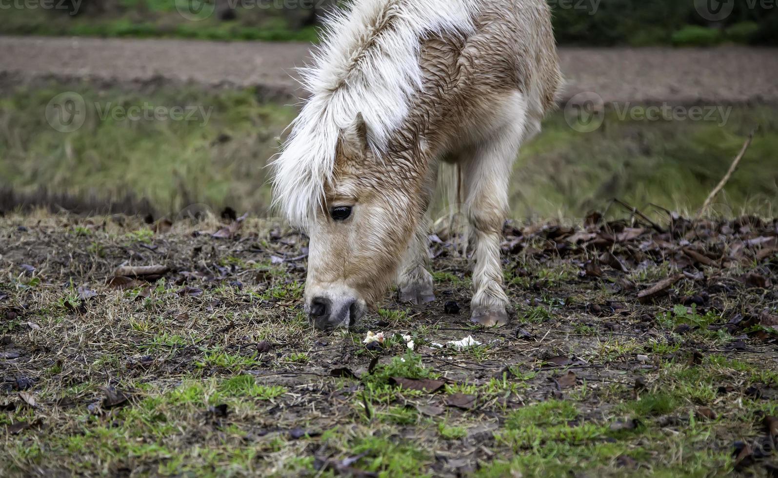 campo de pony salvaje foto