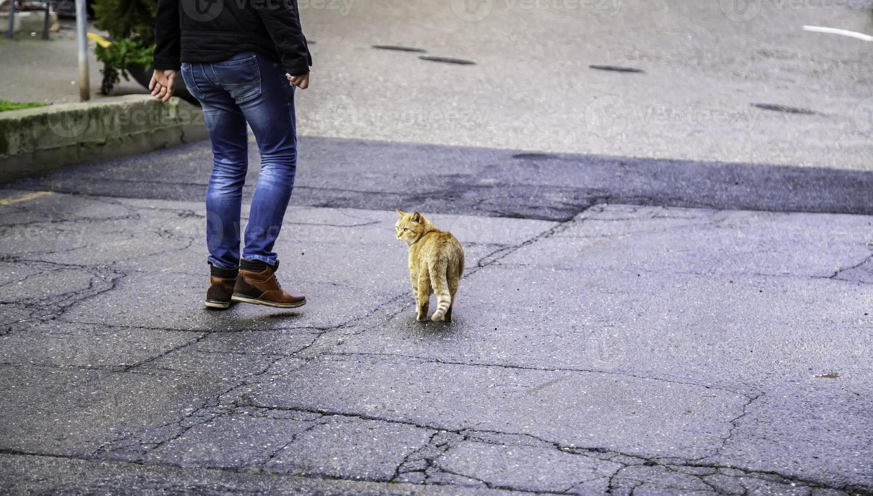 Abandoned street cats photo