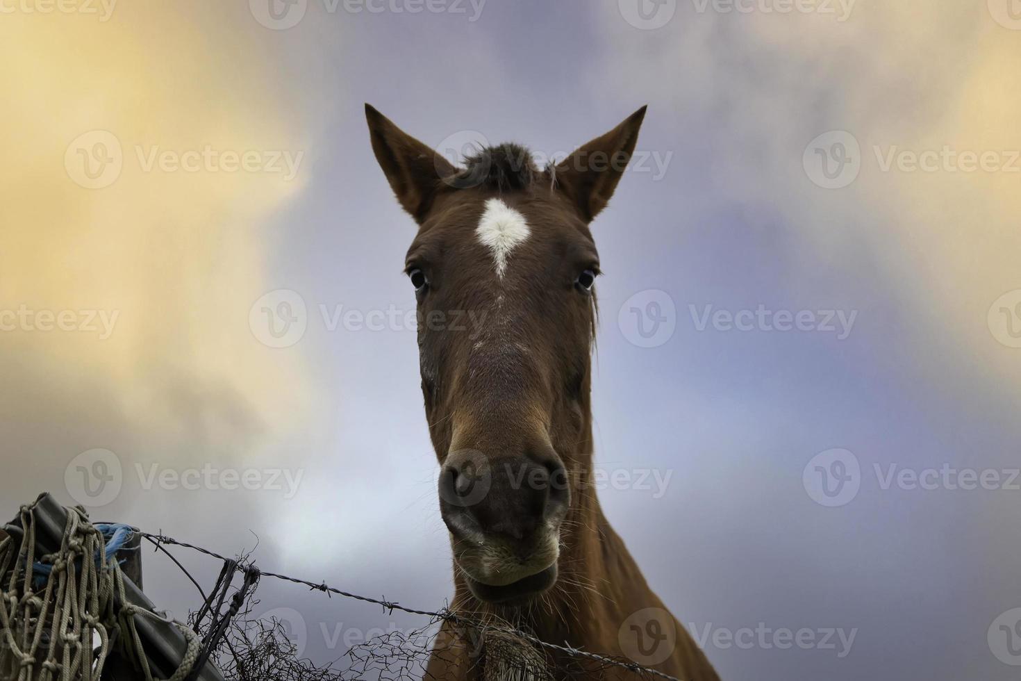 caballo en establo foto