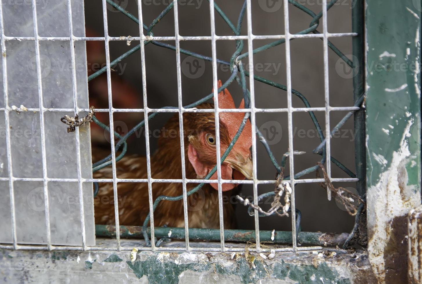 Hens locked in cage photo