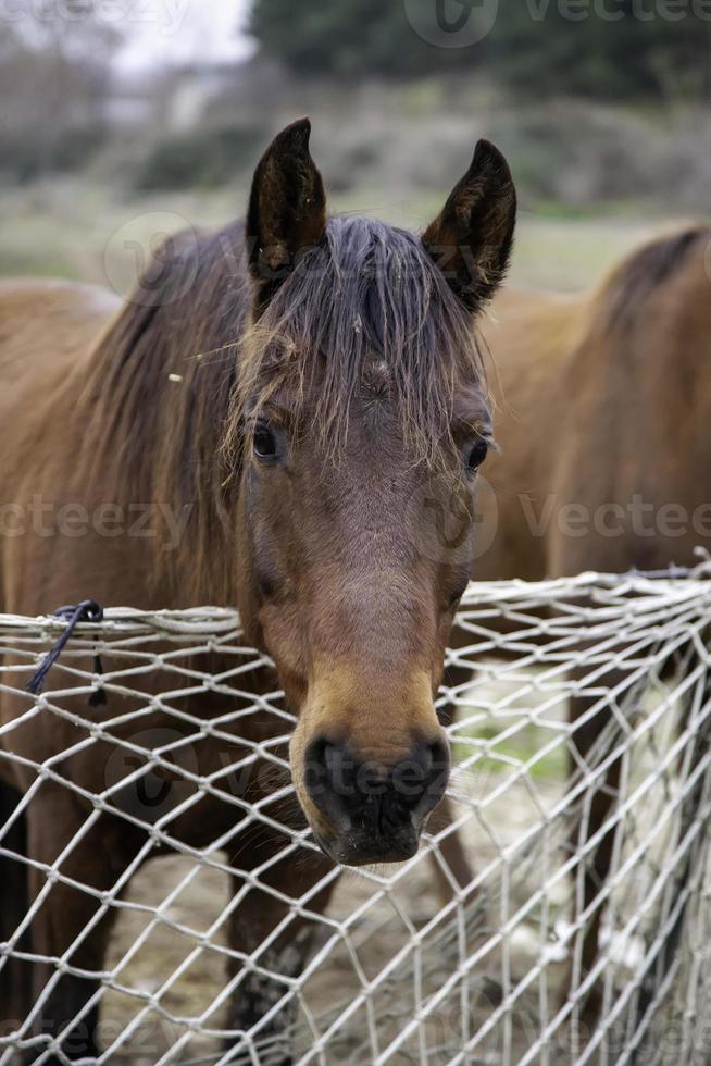 caballo en establo foto