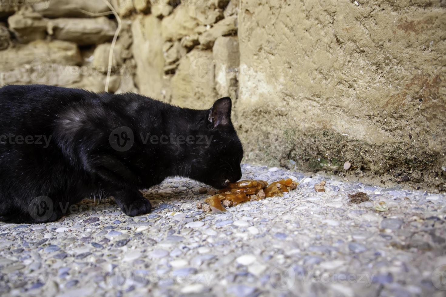 Stray cats eating on the street photo