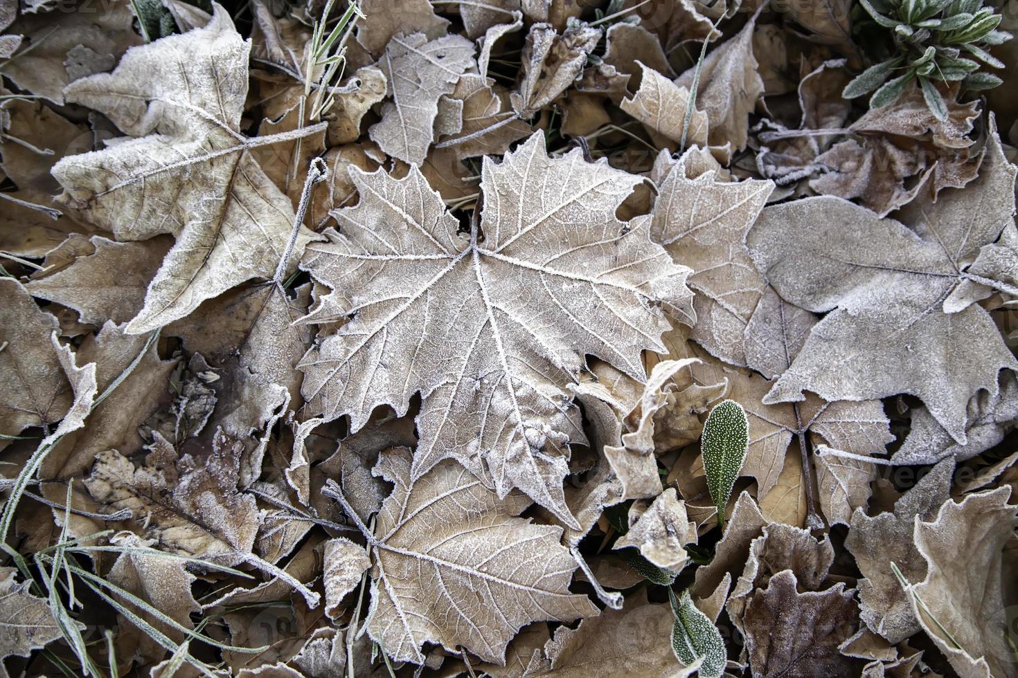 hojas de otoño congeladas foto