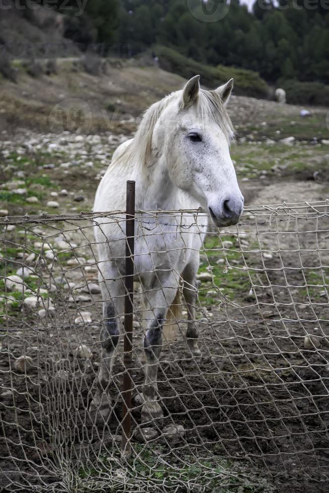 Horse in stable photo