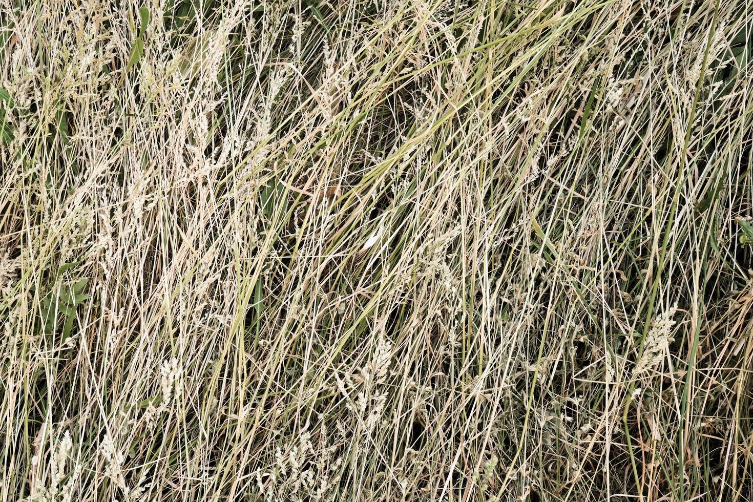 fondo de textura de pacas de heno foto