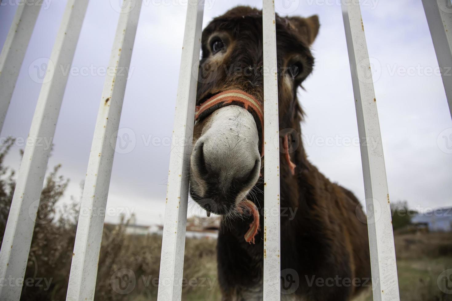 Donkey locked in fence photo