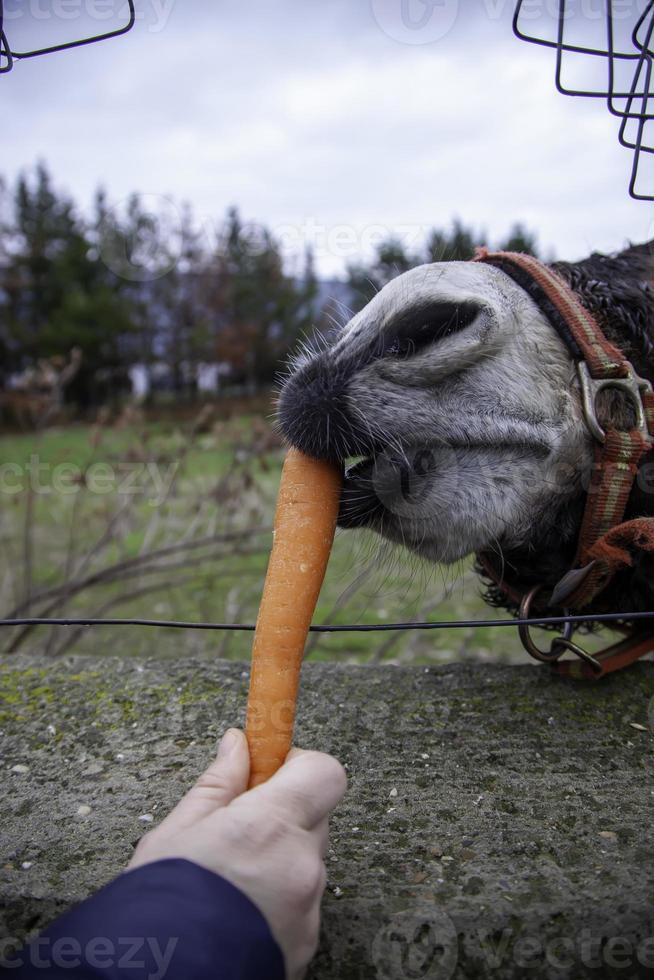 Donkey eating carrot photo