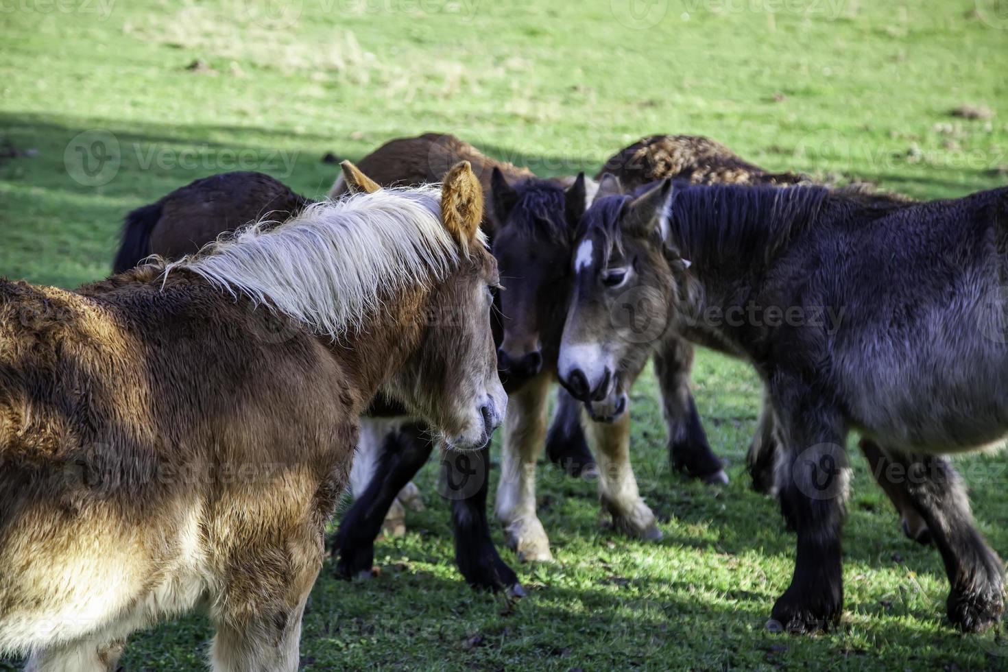 campo de caballos salvajes foto