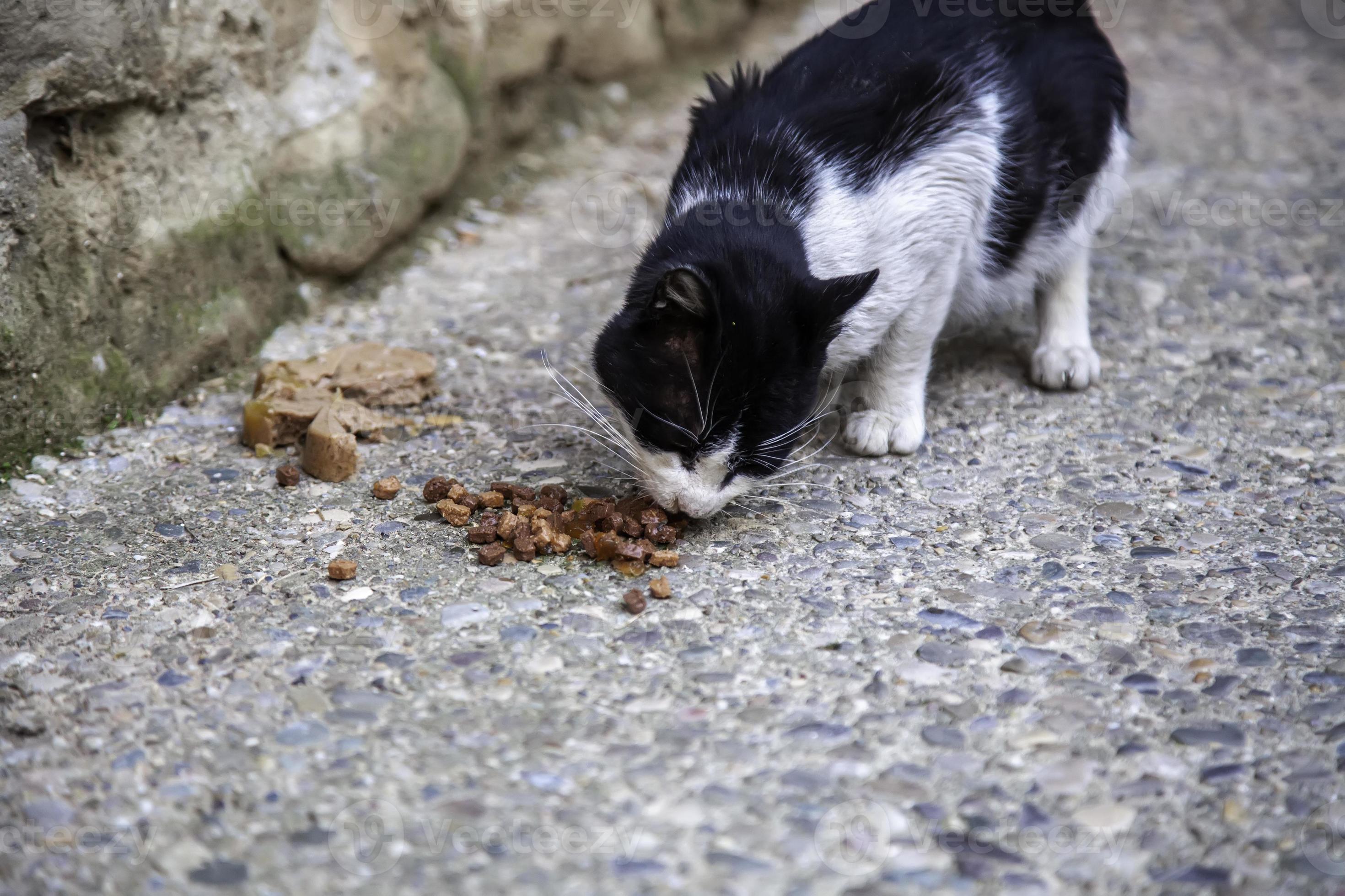 Stray cats eating on the street 2857767 Stock Photo at Vecteezy